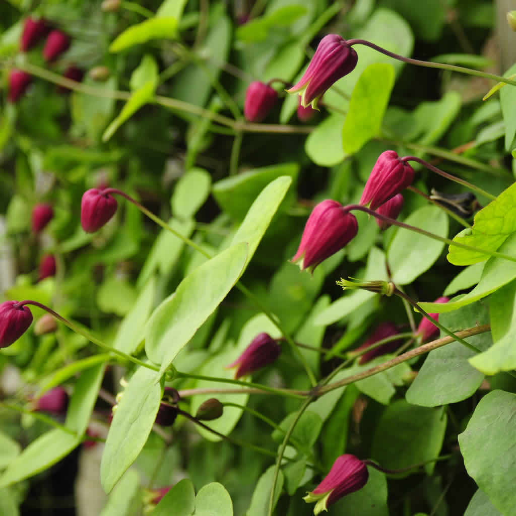 Hummingbird Plants