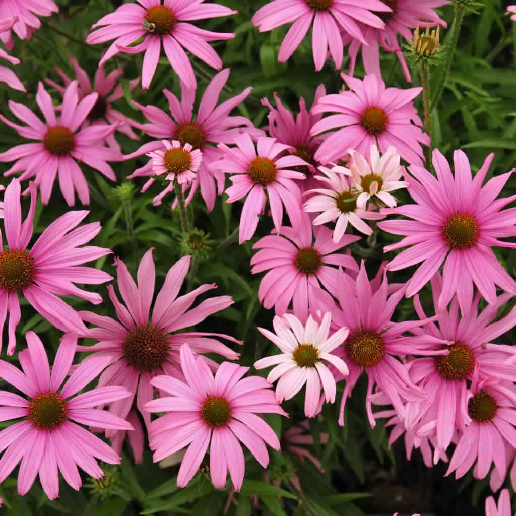 Pollinator Plants