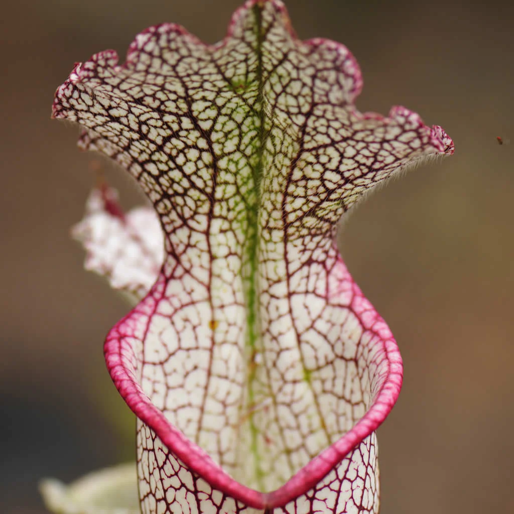 Plants A-Z