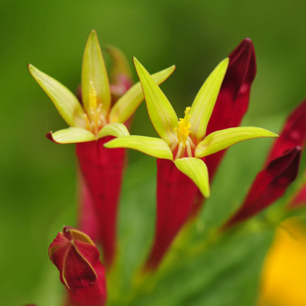 Shade Tolerant Plants